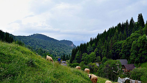 Boge Boga Rugove Peje