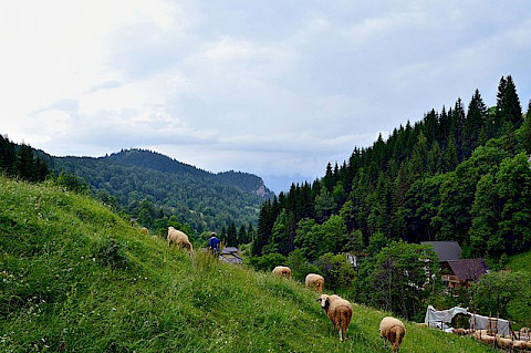 Boge Boga Rugove Peje