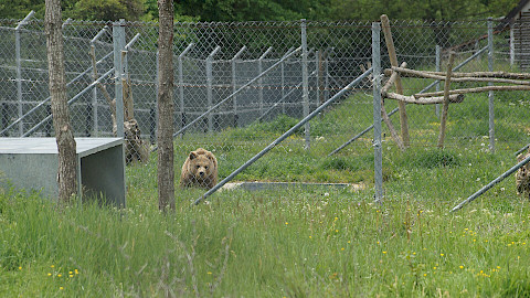 Bear at BEAR SANCTUARY Prishtina