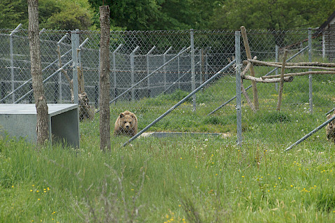 Bear at BEAR SANCTUARY Prishtina
