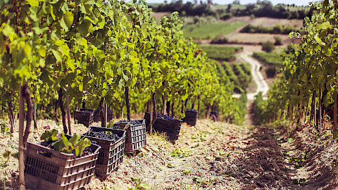 Vineyards in Rahovec