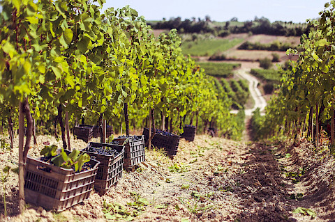 Vineyards in Rahovec